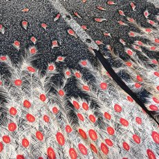 画像5: PEACOCK FEATHER GRAPHIC PATTERN SHEER L/S SHIRT / Mens L (5)